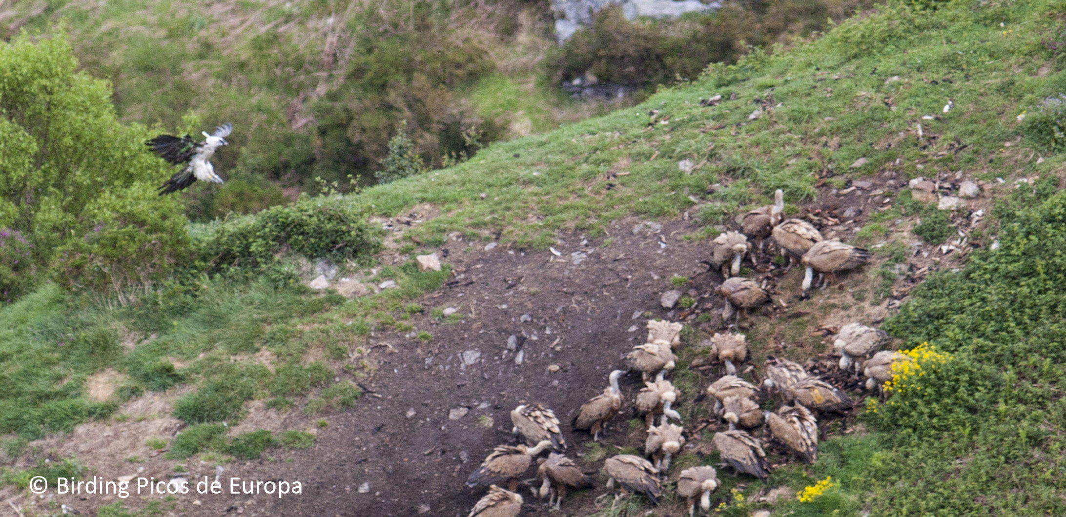 The Feeding Site for Scavenger Birds in Picos de Europa National Park