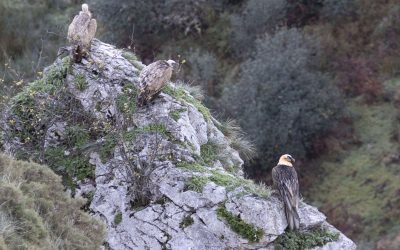 Picos de Europa Birding Tour