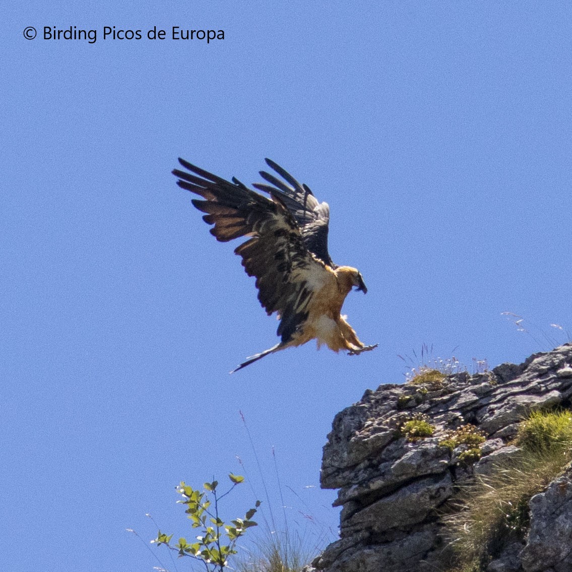The Bearded Vulture